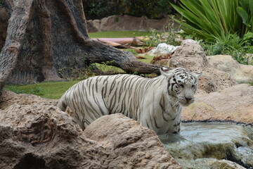 DETALLE TIGRE ALBINO, TIGRE BLANCO, WHITE TIGER, FELINO.