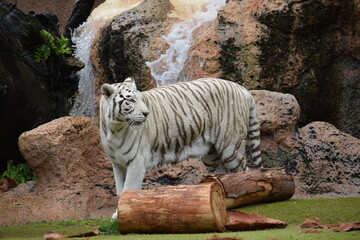 DETALLE TIGRE ALBINO, TIGRE BLANCO, WHITE TIGER, FELINO.