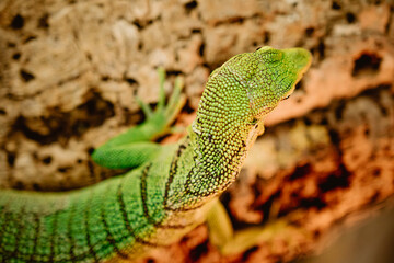 green lizard on a branch