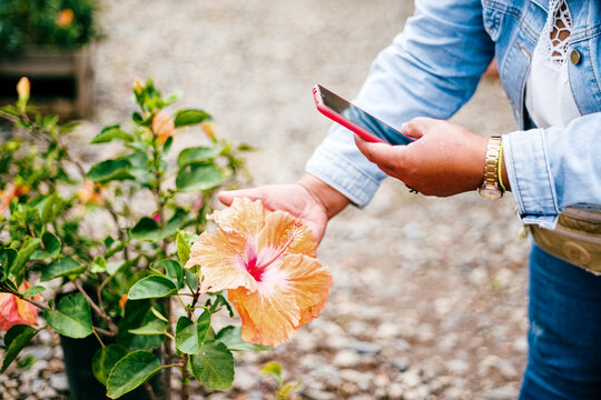 Unrecognizable woman taking a picture of a flower with her cell phone