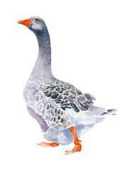 Goose gray with orange beak watercolor illustration on a white background. Home pet. - 532558525