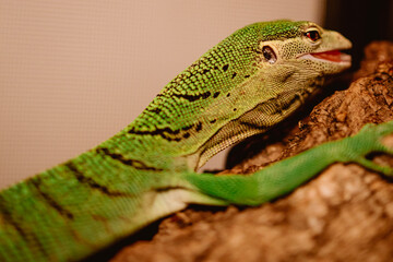 green lizard on a leaf