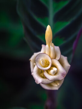 sansevieria cylindrica wild Sansevieria cylindrica (African Spear)