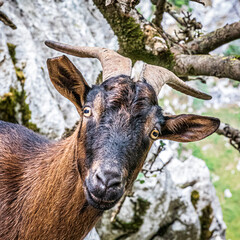 close up of a goat
