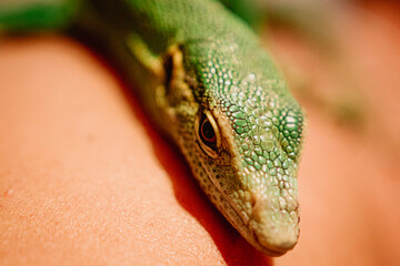 close up of a lizard