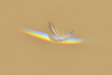 Rainbow over feather on yellow background.