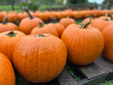 pumpkins on a farm