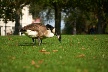 Canada goose on grass