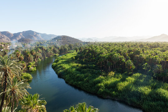 Landscape of an oasis with a river and palm trees