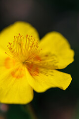 yellow flower closeup