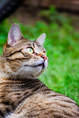 tabby cat portrait