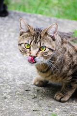 portrait of a cat tongue out