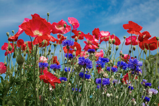 Blooming lush field with bright poppies and cornflowers