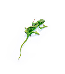 Green chameleon on a white background.