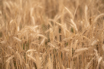 Ripe wheat field just before harvest