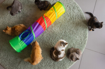 Calico Cat Framed and Alert in Cat Tunnel Toy.