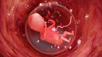 Human embryo at 5 months in the womb. 20 Weeks Pregnant: Baby Development. Medical illustration, 3D Rendering.