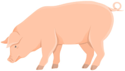 Pink pig, domestic farm animal. Piggy or swine, artiodactyl mammal vector illustration. Farming, agriculture and livestock breeding. Domesticated animal, farm pig for meat and fat production
