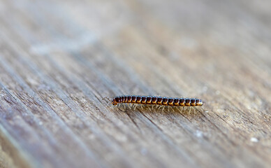 The greenhouse millipede (Oxidus gracilis)  known as the hothouse millipede, short-flange...