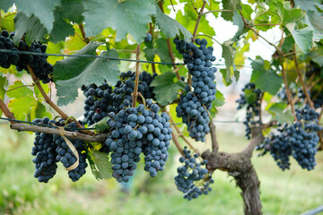 Red grapes with green leaves on the vine. Vine grape plants outdoors