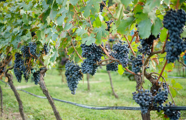 Red grapes with green leaves on the vine. Vine grape plants outdoors