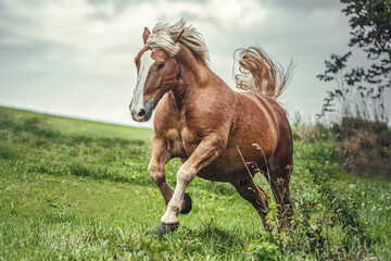 Portrait of a chestnut noriker draft horse gelding having fun on a pasture in summer outdoors at a...