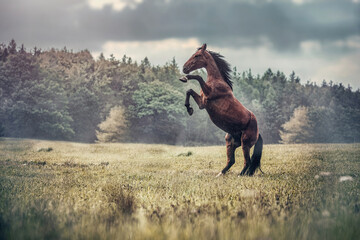 Stunning portrait of a rearing bay trotter horse in autumn outdoors at a rainy and cloudy day