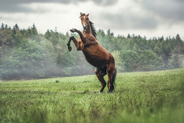 Stunning portrait of a rearing bay trotter horse in autumn outdoors at a rainy and cloudy day