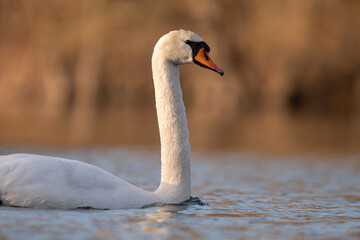 Schöner weißer Höckerschwanmit kräftig orangen Schnabel schwimmt auf einem See