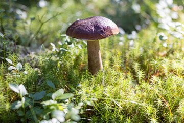 A forest edible brown boletus mushroom growing in a natural background. Karelia
