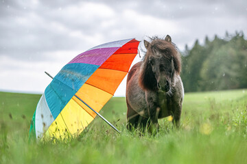 Horses and bad weather: Portrait of a cute shetland pony posing nearby an umbrella at a rainy bad...