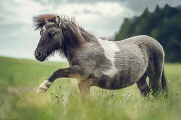 Obraz na płótnie Canvas Portrait of a grey dun pinto shetland pony stallion showing a trick on command on a meadow at a rainy bad weather day outdoors