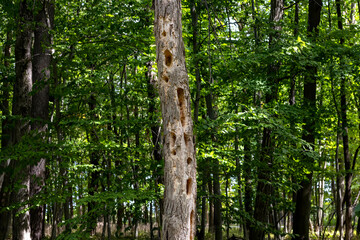 A tree trunk pecked out by a woodpecker, which creates typical long hollows