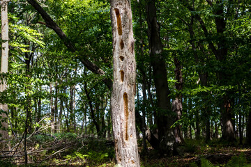 A tree trunk pecked out by a woodpecker, which creates typical long hollows