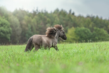 Portrait of a cute grey dun pinto shetland pony running across a meadow outdoors at a rainy bad...