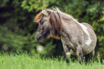 Naklejka na ściany i meble Portrait of a cute and pretty dun pinto shetland pony stallion in late summer outdoors at a rainy day