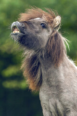 Funny portrait of a grey dun pinto shetland pony showing a trick on command and looks like it´s laughing. Flaming pony