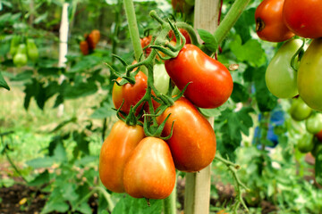 Close up of a bunch of plum tomatoes - variety Roma, showing the change of colour from green to red

