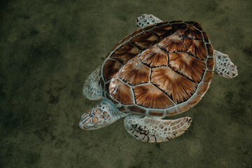 Green sea turtle in shallow water. Close-up. View from above.