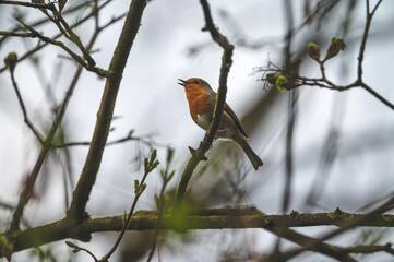 Nahaufnahme eines Rotkehlchen Vogel auf einem Ast