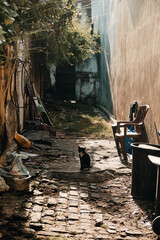 Abandoned narrow old street full of trash with a homeless black kitten. Front view.