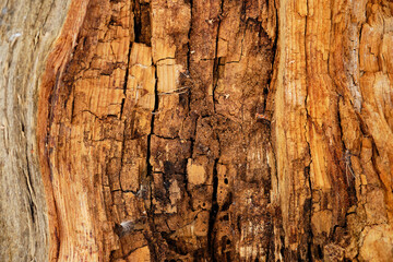 Texture of moldering wood log. Old grungy and weathered brown wooden surface background.