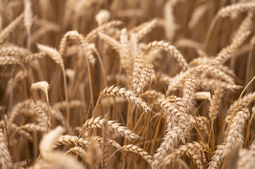 Ripe wheat field just before harvest