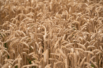 Ripe wheat field just before harvest