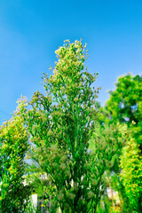 Fototapeta premium Green leaves against blue sky