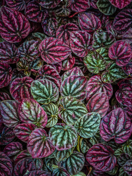 Ajuga (Bugleweed)