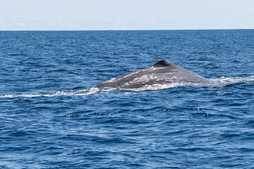 Fototapeta premium Großer Pottwal vor den Azoren taucht ab in den Atlantik
