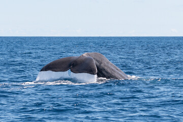 Gro&szlig;er Pottwal vor den Azoren taucht ab in den Atlantik