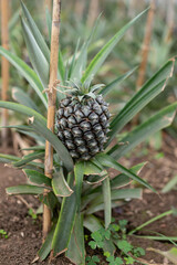 Kleine Ananasfrucht auf einer Plantage