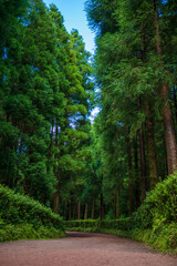 Ein steiniger Waldweg mit grünen Bäumen auf den Azoren